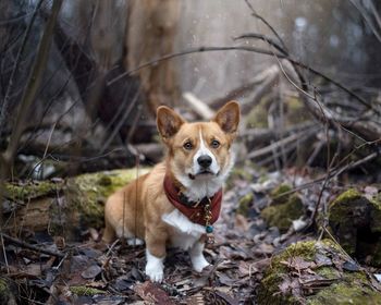 Portrait of dog in forest