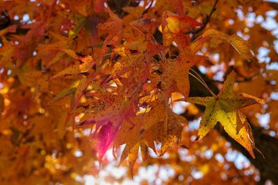 Close-up of maple leaves on tree