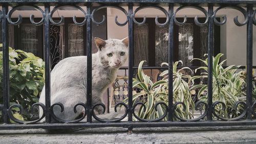 Cat looking through window