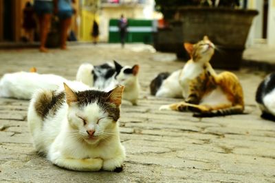 Cats in old havana