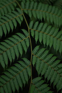 Full frame shot of palm leaves