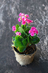High angle view of pink flowering plant in pot