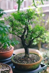 Close-up of small plant in pot