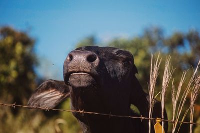 Close-up of calf against sky