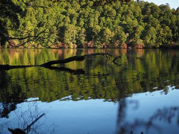 Scenic view of lake in forest