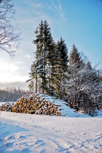 Freshly cut logs and firewood from loggers submerged under a blanket of white snow