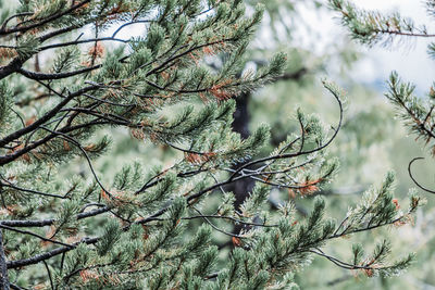 Close-up of pine tree during winter