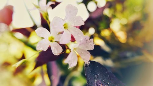 Close-up of raindrops on cherry blossom outdoors