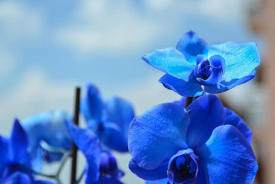 Close-up of blue flowers blooming outdoors