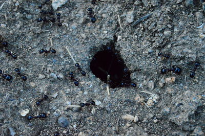 High angle view of insect on rock