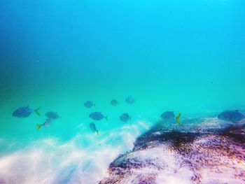 Fish swimming in sea