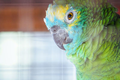 Close-up of blue parrot perching