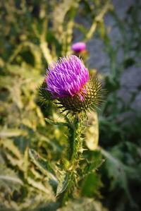 Close-up of pink flower