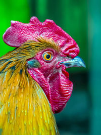 Close-up of rooster