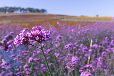 Close-up of purple flowering plants on field