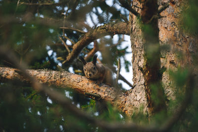 Low angle view of squirrel sitting on tree trunk