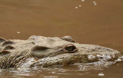 Saltwater crocodile in costa rica 