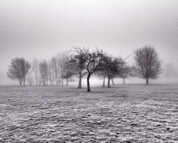 Bare trees on field