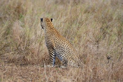 View of a cat on grass