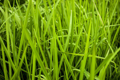 Full frame shot of crops growing on field