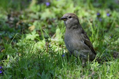 Close-up of bird perching on grass