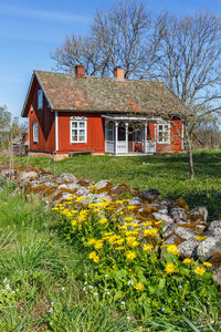 Blooming spring flowers in a garden with a red cottage