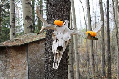 A moose skull outside a outhouse decorated with pumpkins