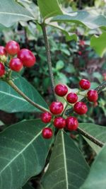 Close-up of red berries on tree