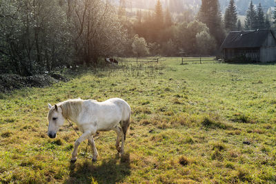 Sheep on field