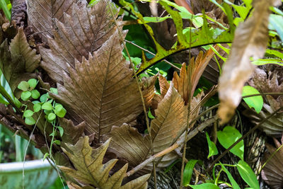 Close-up of plant