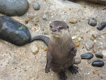 Close-up of otter standing on rock at beach