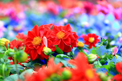 Close-up of red flowering plants