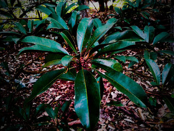 Flower plant