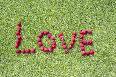 Love text in a green turf with red berries. promotion of the word love as a concept of emotion