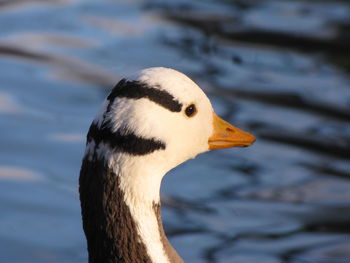 Close-up of a bird against lake