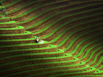 High angle view of rice field