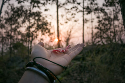 Midsection of person holding plant against trees during sunset