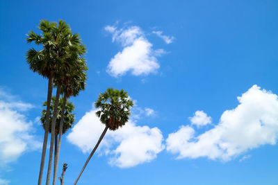 Low angle view of coconut palm tree against blue sky