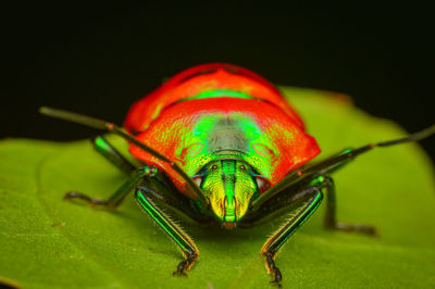 Close-up of insect