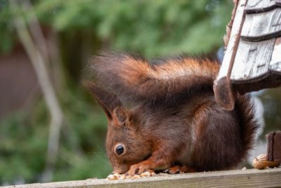Close-up of squirrel on tree