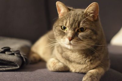 Close-up portrait of cat sitting