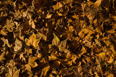 Full frame shot of dry leaves on field