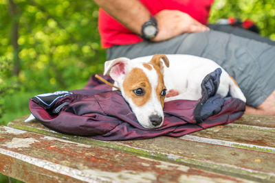 Portrait of dog relaxing on man lying down