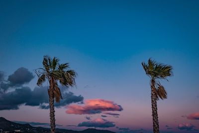 Low angle view of palm trees against blue sky