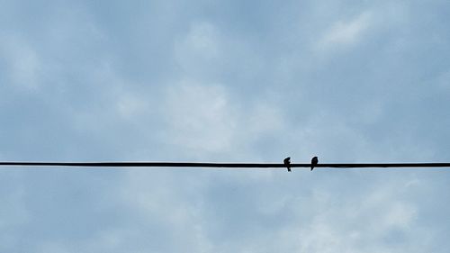 Low angle view of silhouette birds perching on cable against sky