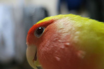 Close-up of bird