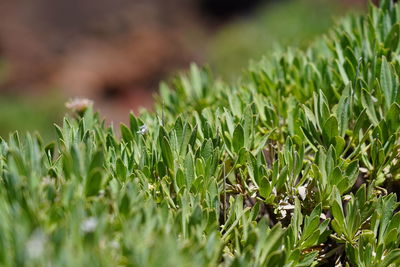 Close-up of crops growing on field