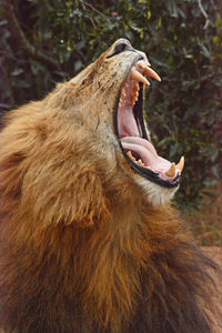 Close-up of cat yawning