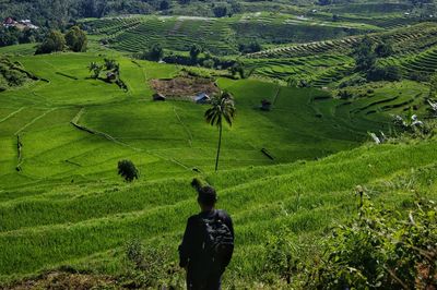 High angle view of rice paddy