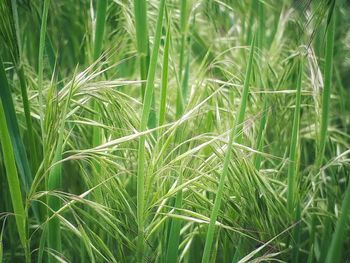 Full frame shot of crops growing on field